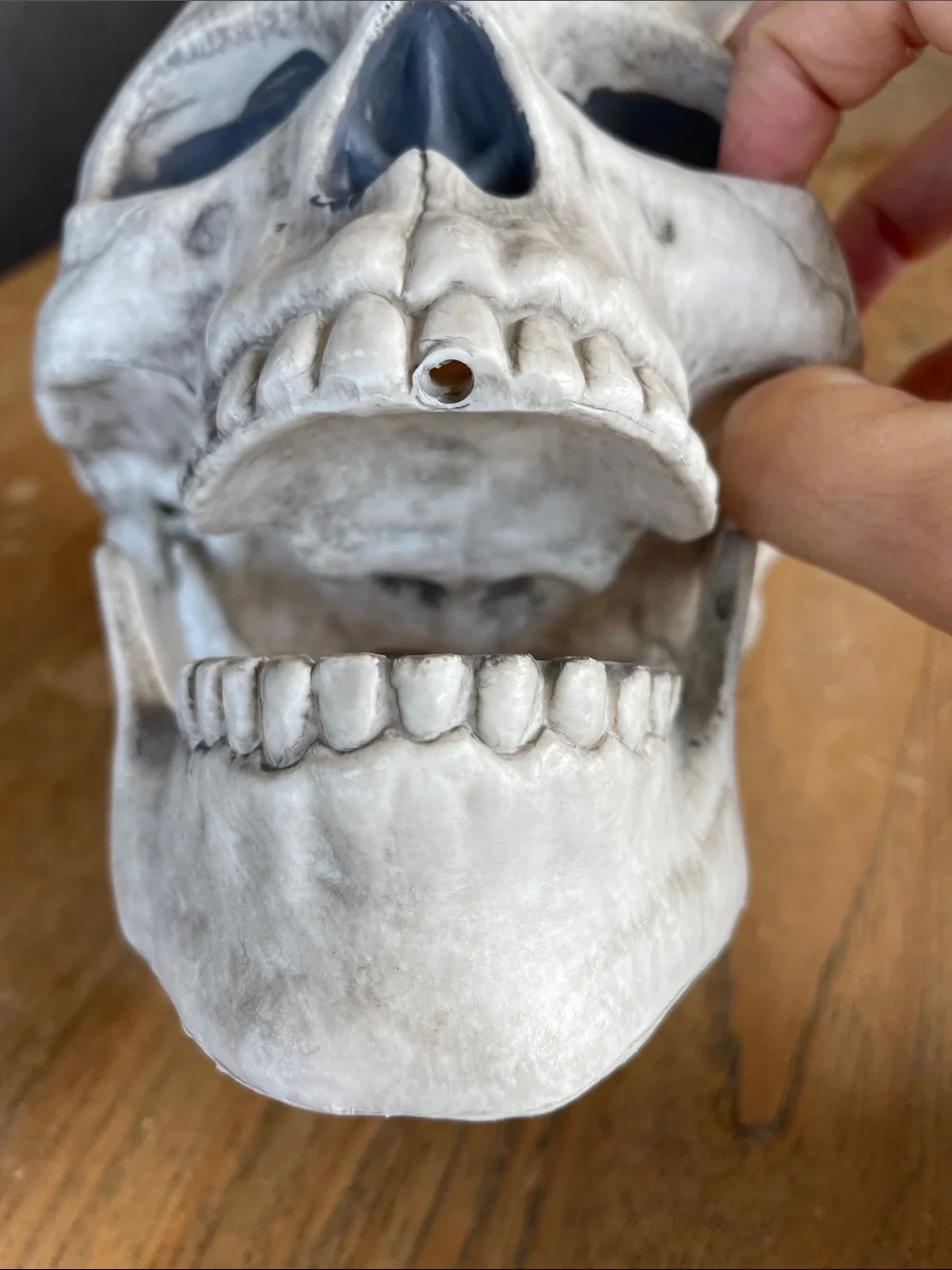 Plastic skull model Halloween decoration